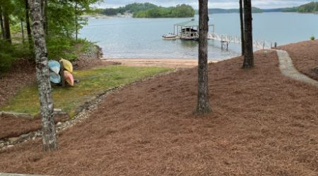 pine straw mulch installation