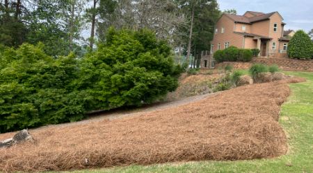 pine straw mulch installation