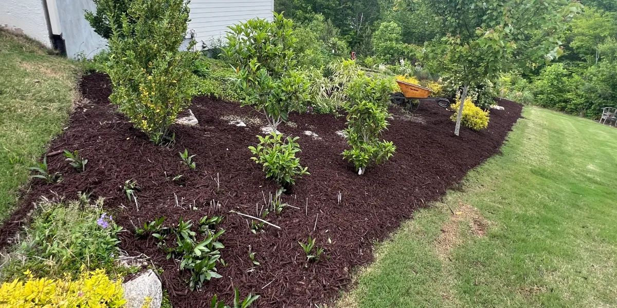 Mulch or Pinestraw