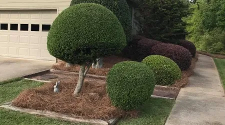Trimming and Pruning Services In Easley, SC.