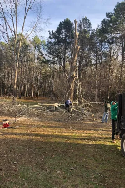 Tree Service Company in Greenville and the Upstate area.